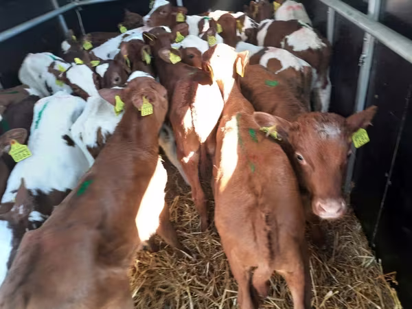 Бик, Simmental cattle