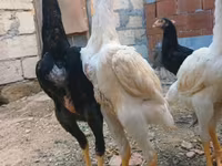 Chickens — fotografija 4