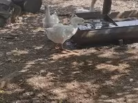 Geese — zdjęcie 7