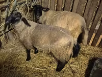 Qoʻchqor, White Suffolk sheep — 3-rasm