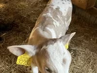 गाय, गोलस्टीन नस्ल — फ़ोटो 2