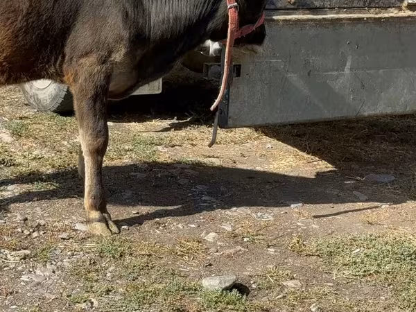 Krava, Alatau pasmina