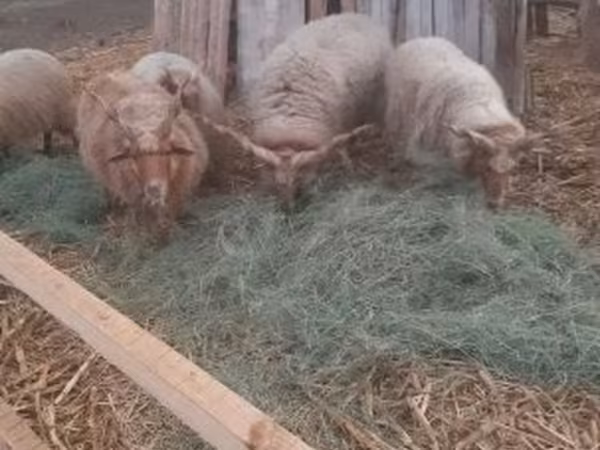 Carnero, Racka sheep