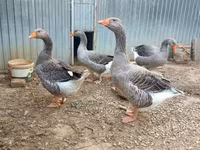 Geese — foto 3