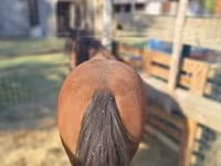Mare, Horses — photo 1