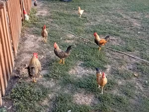 Chickens — Macarıstan