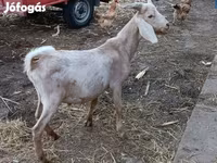 Billy Goat, Nubian Goat — photo 2