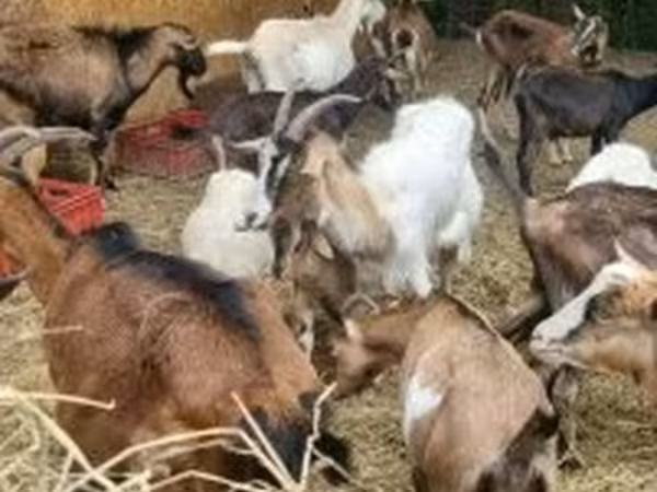 عنزة, Alpine goat