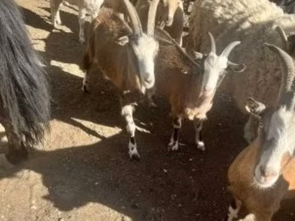 Goat, Goats