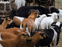 Schaf, Cameroon sheep — Foto 4