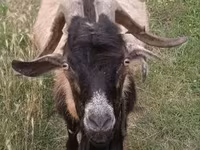 Kozioł, Saanen goat — zdjęcie 1