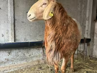 Ram, Arashan sheep — photo 2