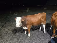 雄牛, Swiss cattle — 写真 2