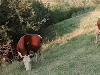 母牛, Latvian Blue cattle — 照片 2