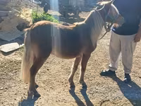 Aygʻir, Shetland Pony — 2-rasm