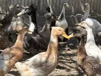 Ducks — fotografija 3