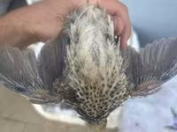 Quails — fotografija 1