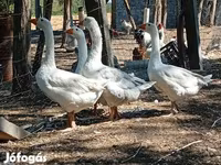 Geese — foto 3