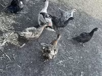 Ducks — foto 8