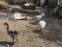 Geese — foto 2