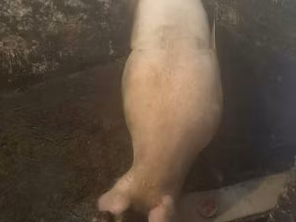 Verrat, Porcs — Hongrie