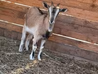 Koza, West African dwarf goats — fotografija 4