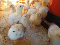 Chickens — fotografija 2