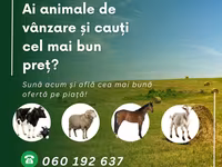 İnək, Afrikan buynuzu — foto 2