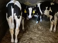 Toro, Raza Holstein — foto 4