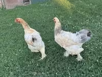 Chickens — Foto 2