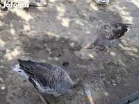 Geese — photo 1