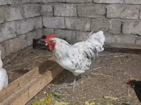 Australorp — photo 3