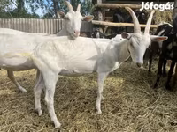 Jarac, Saanen goat — fotografija 8