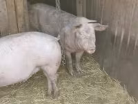 सूअर (लॉट, लिंग निर्दिष्ट नहीं), सूअर — फ़ोटो 1