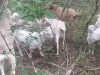 Goat, Nubian Goat — photo 1