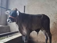 Bik, Brahman — fotografija 4