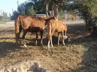 Madyan, Atlar — foto 2