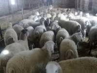 Oveja, Ovejas — foto 1