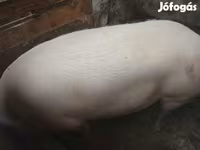 母猪, Pigs — 照片 2