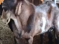 Jarac, Nubian Goat — fotografija 3