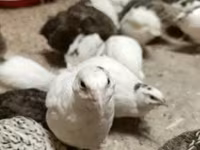 Quails — 照片 3
