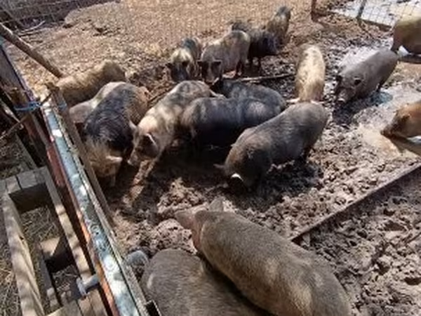 Свиноматка, Вьетнамская вислобрюхая