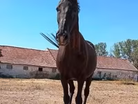 Kobyła, Konie — zdjęcie 5