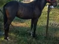 Caballo, Hungarian horse breed — foto 2