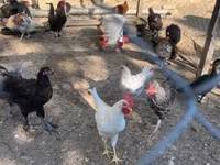 Marans — Foto 6