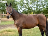 Caballo, Caballos — foto 3