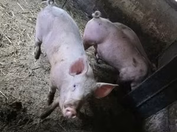 Porca,  — Hungria