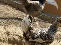Yapon Bantam — foto 6