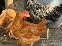 Chickens — fotografija 4