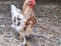 Chickens — Foto 2